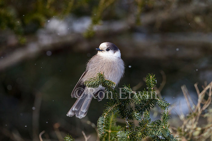 Gray Jay