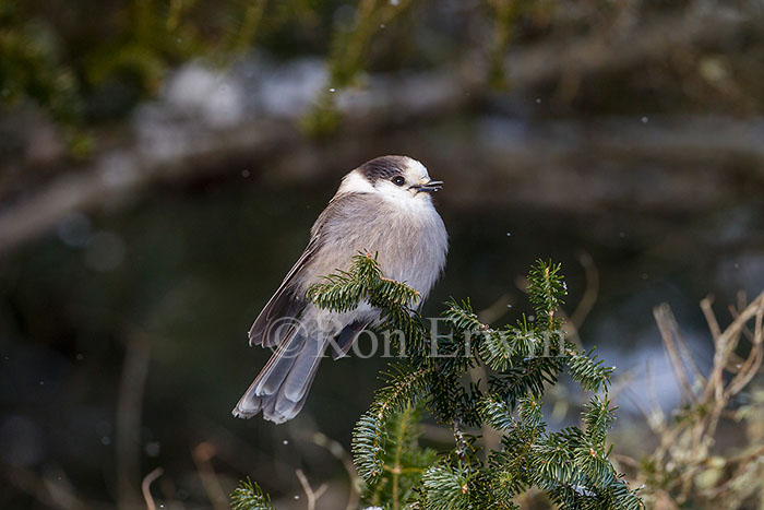 Gray Jay