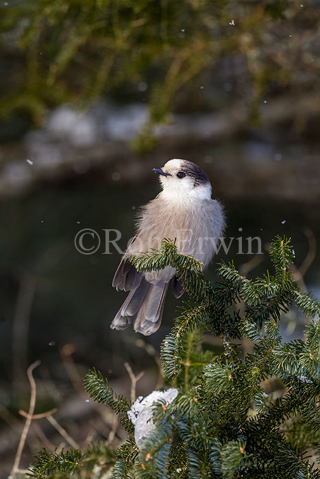 Gray Jay