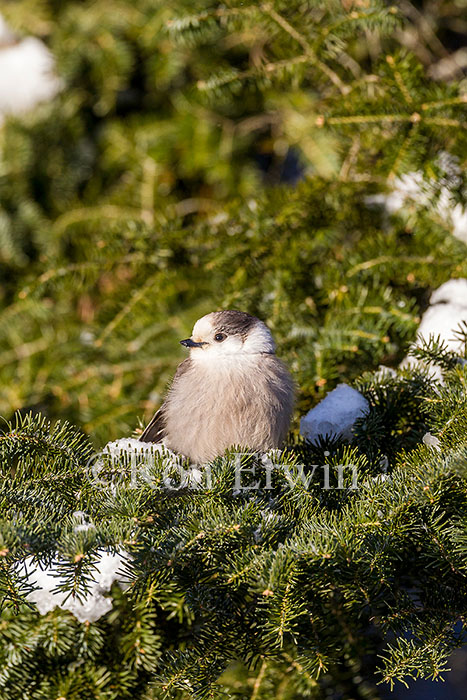 Gray Jay