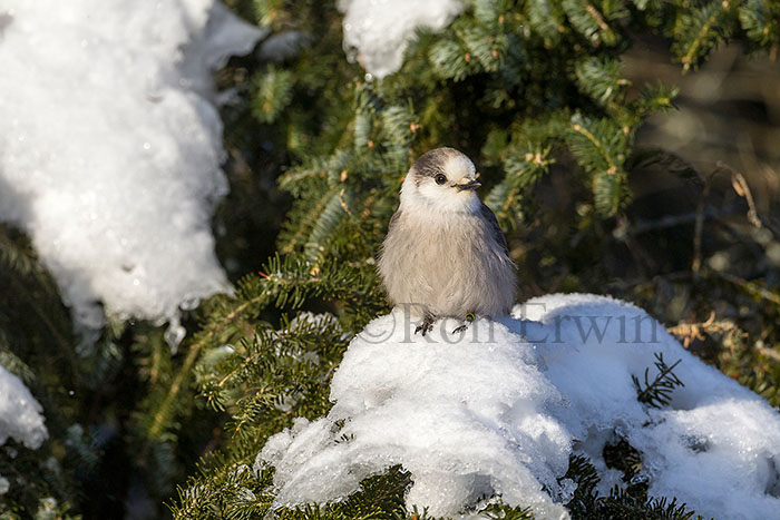 Gray Jay