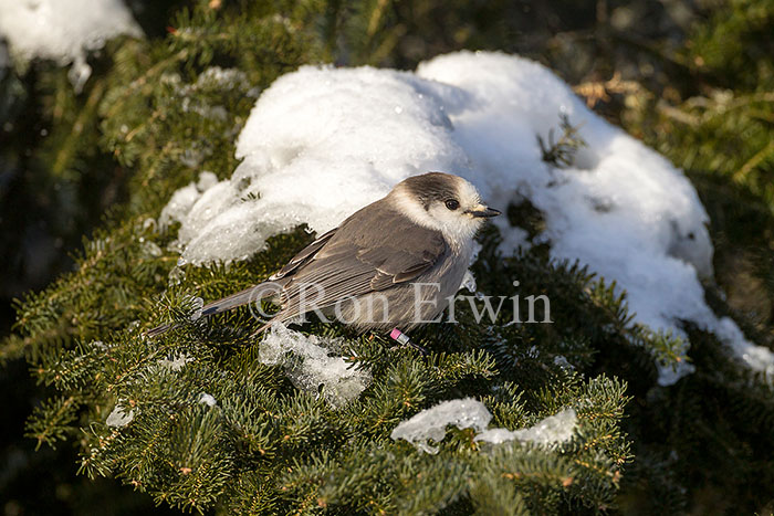 Gray Jay