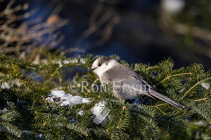 Gray Jay