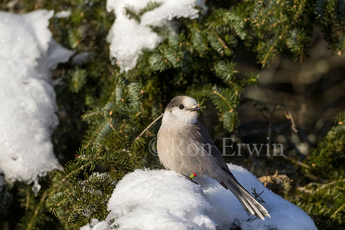 Gray Jay