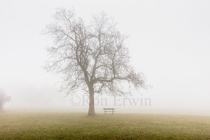 Tree in the Fog