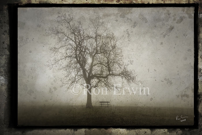 Tree in the Fog © Ron Erwin