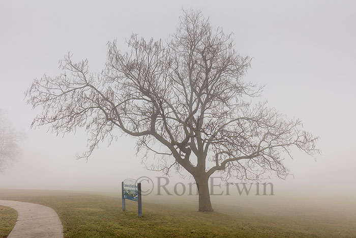 Fog and Tree