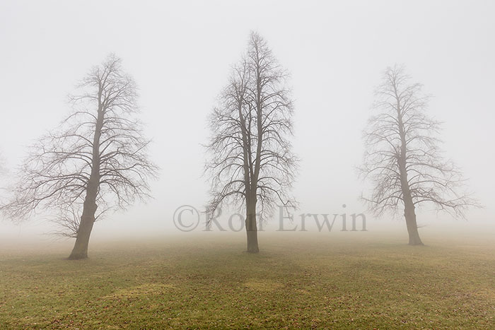 Fog and Trees