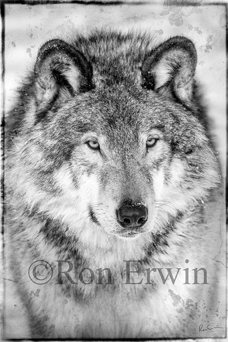 Grey Wolf