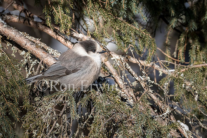 Gray Jay