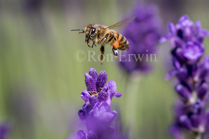 Honey Bee in Flight