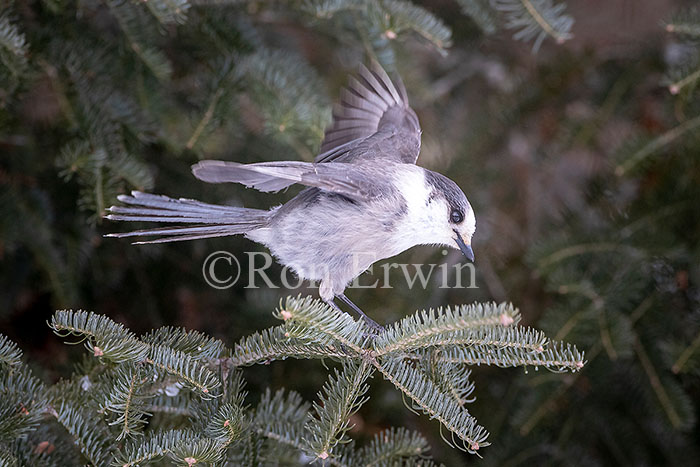 Canada Jay