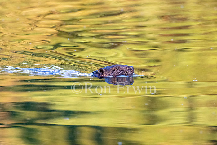 Beaver Swimming