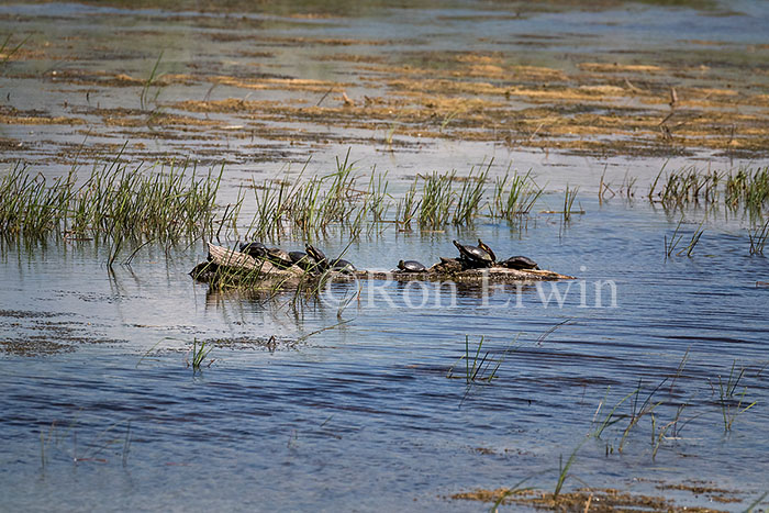 Midland Painted Turtles Sunning