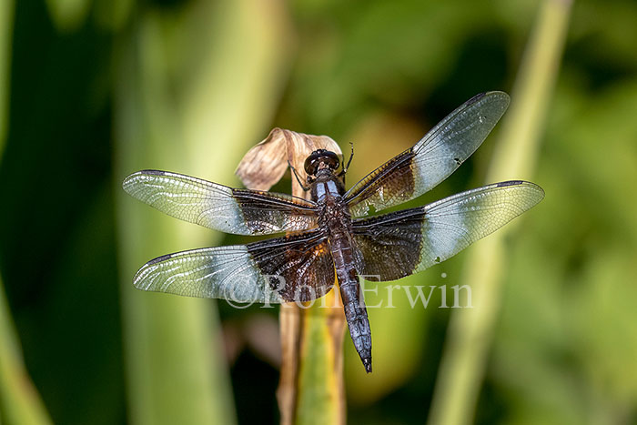 Male Widow Skimmer Dragonfly