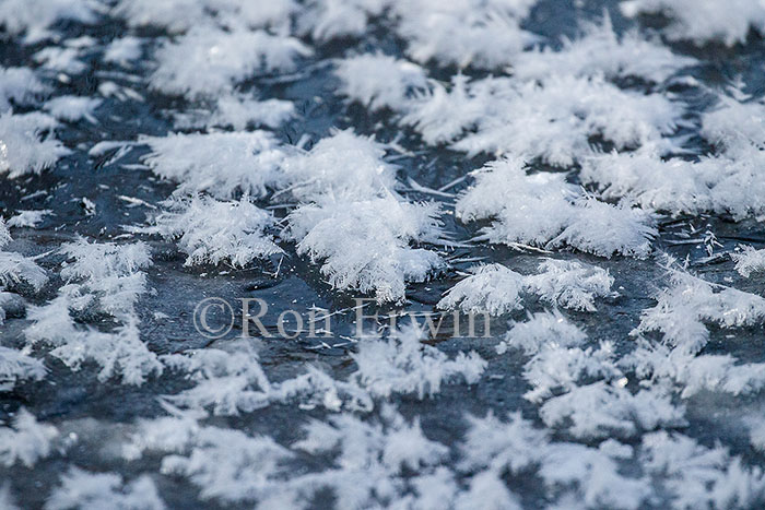 Surface Hoar Frost © Ron Erwin