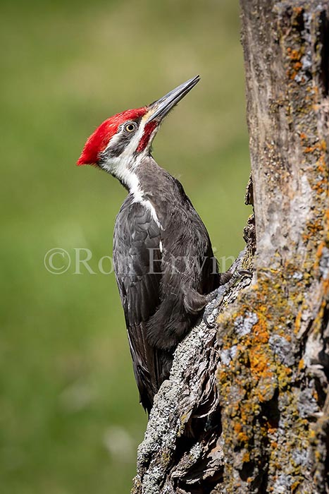 Pileated Woodpecker Male