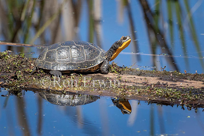 Blanding’s Turtle © Ron Erwin