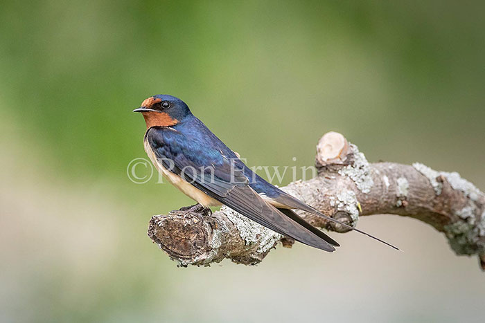 Barn Swallow © Ron Erwin