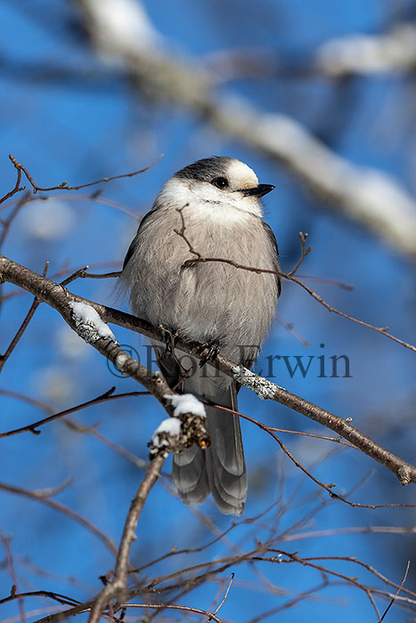 Canada Jay