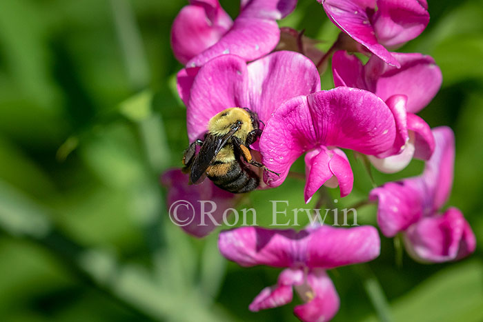 Female Brown-belted Bumble Bee