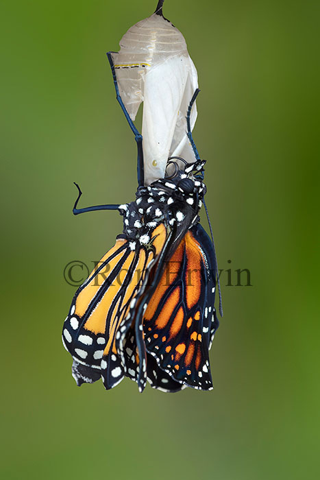 Monarch Emerging from Chrysalis