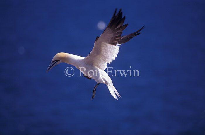 Northern Gannet