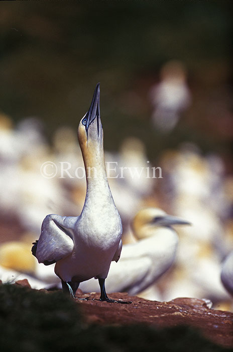 Northern Gannet