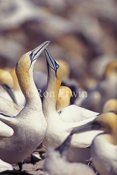 Northern Gannets Greeting