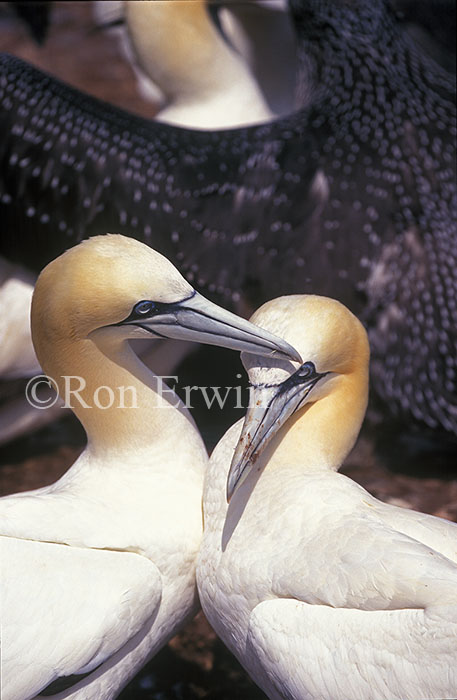 Northern Gannets