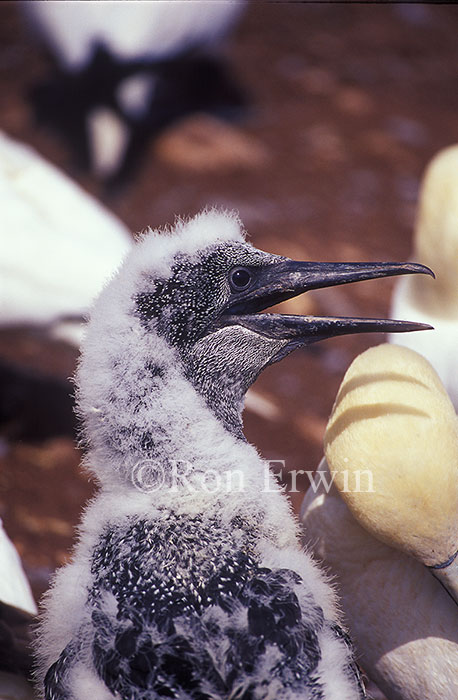 Northern Gannet Chick