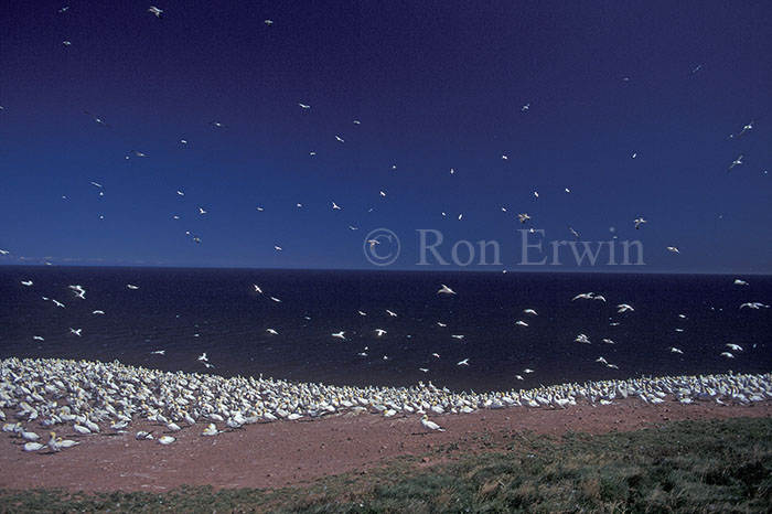 Northern Gannet Colony