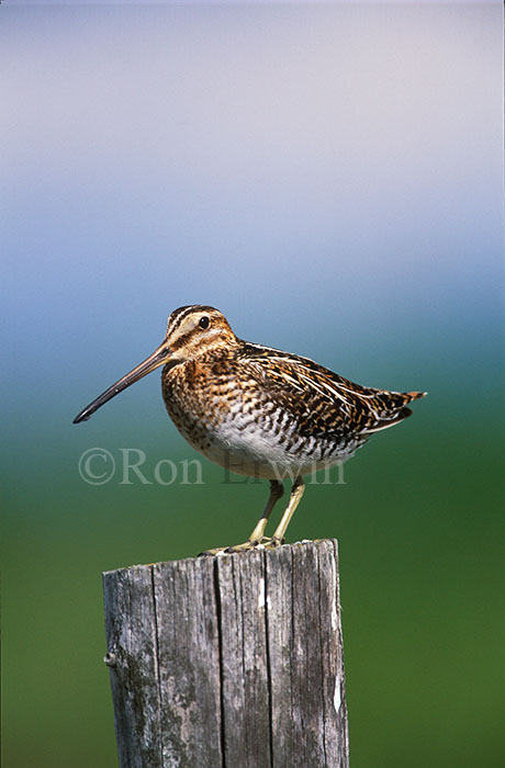 Wilson's Snipe