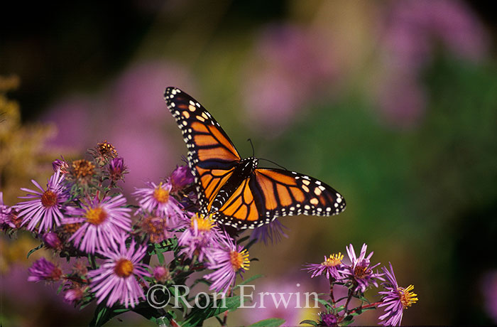 Monarch on Aster