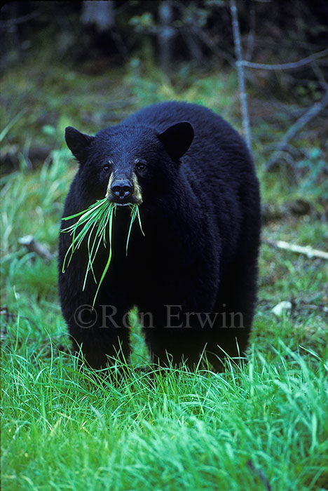 Black Bear Foraging © Ron Erwin