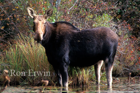 Cow Moose