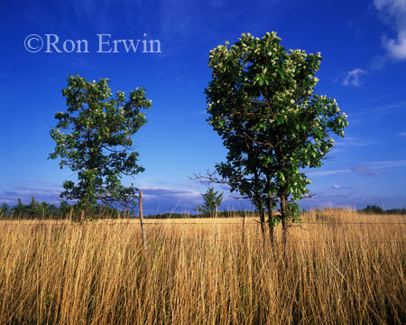 Manitoba Tall Grass Prairie Preserve