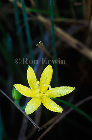 Yellow Star Grass