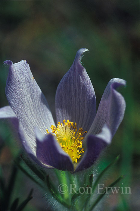 Pasqueflower