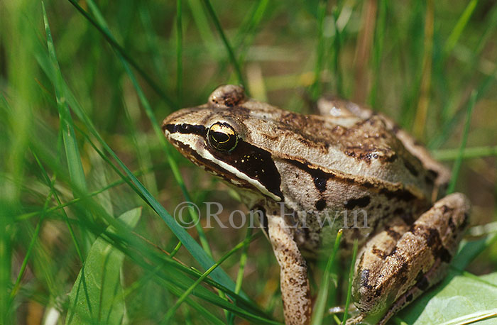 Wood frog