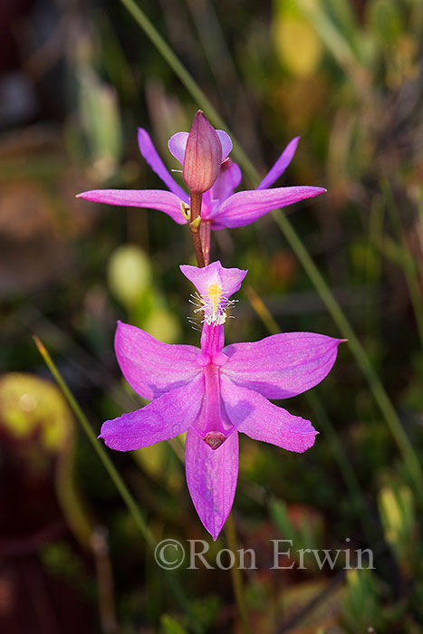 Grass Pink