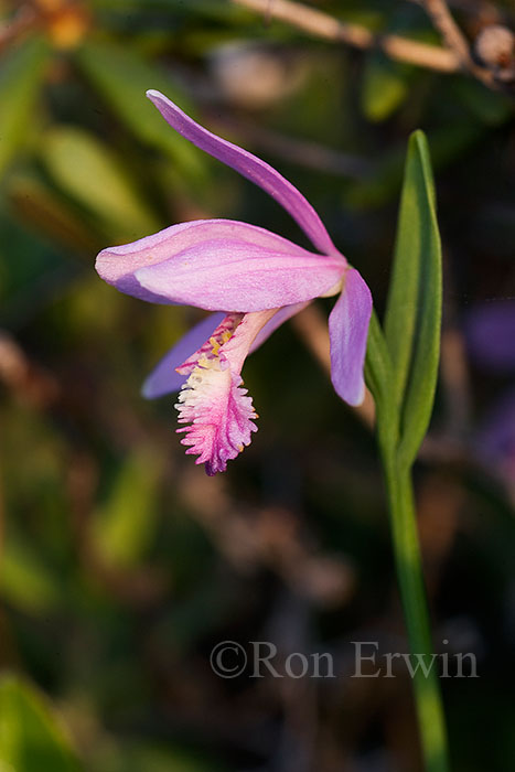 Rose Pogonia