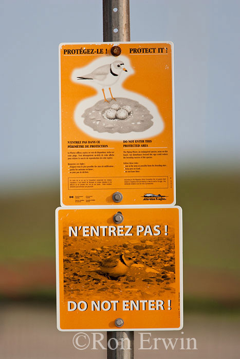 Piping Plover Warning Sign