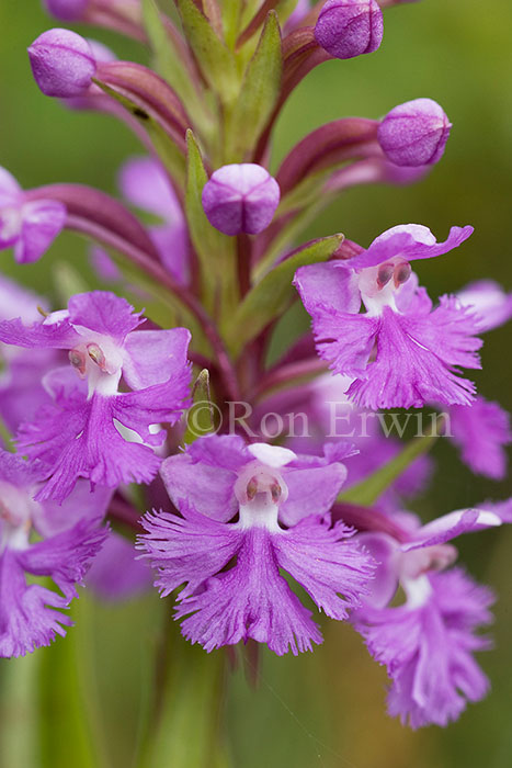 Purple Fringed Orchid