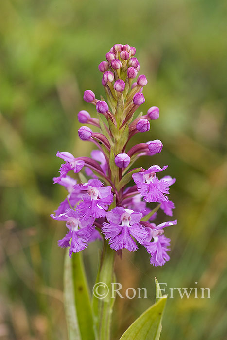 Purple Fringed Orchid