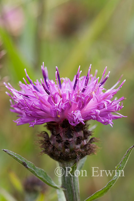 Black Knapweed