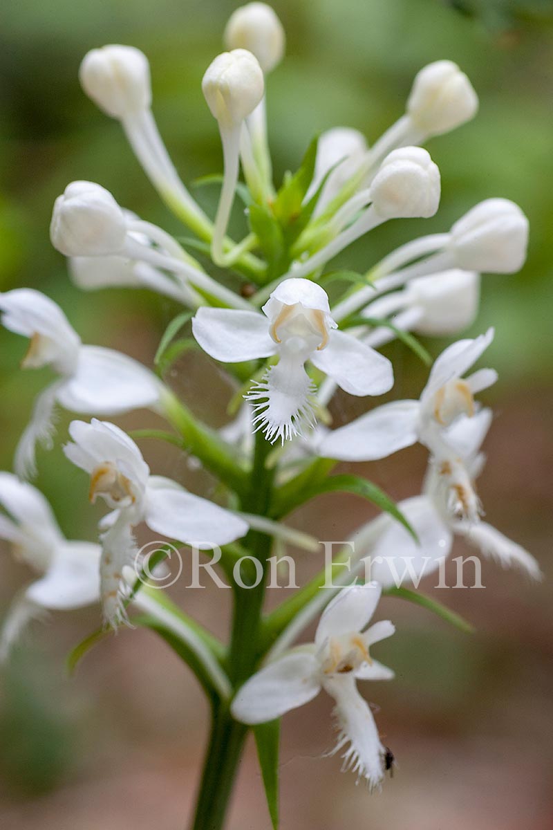 White Fringed Orchis