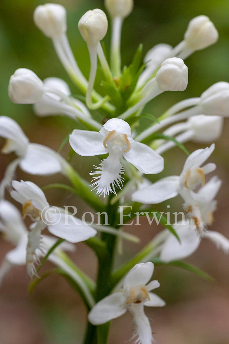 White Fringed Orchis