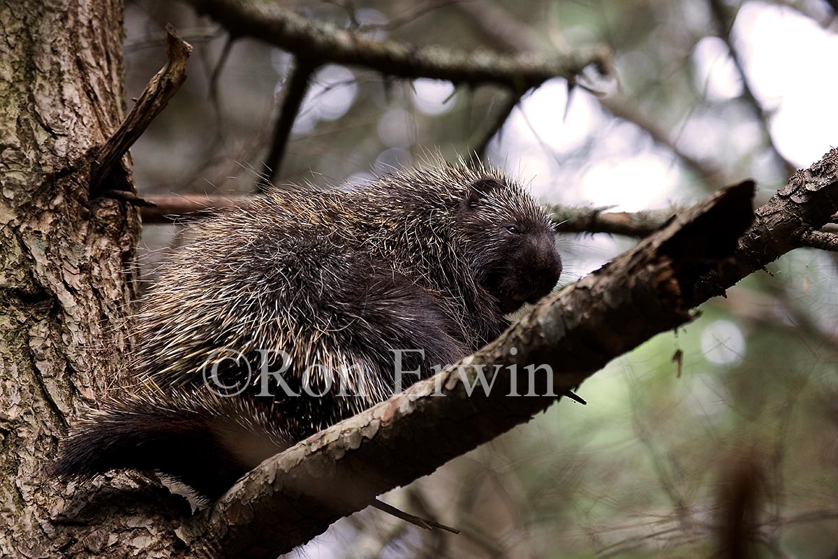 Porcupine