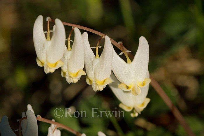 Dutchman's Breeches